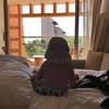ailua44
